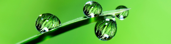 Groene Magie
